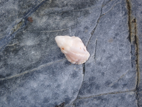Pascula ochrostoma observed 2025-11-03