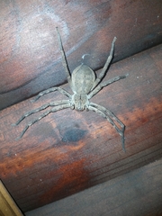 Palystes superciliosus