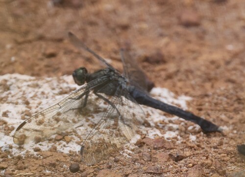 Giant Skimmer