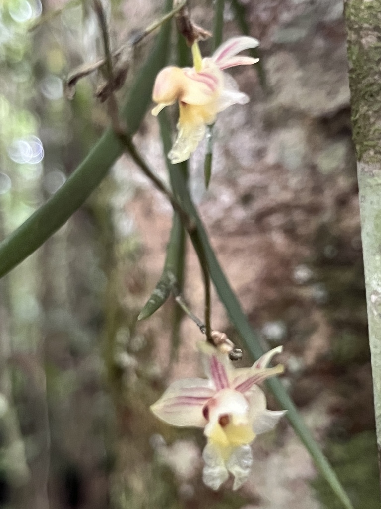 Dendrobium patentilobum Ames & C.Schweinf. 2