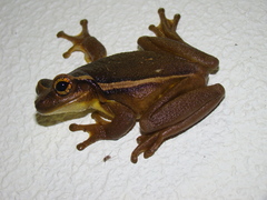 Trachycephalus mesophaeus