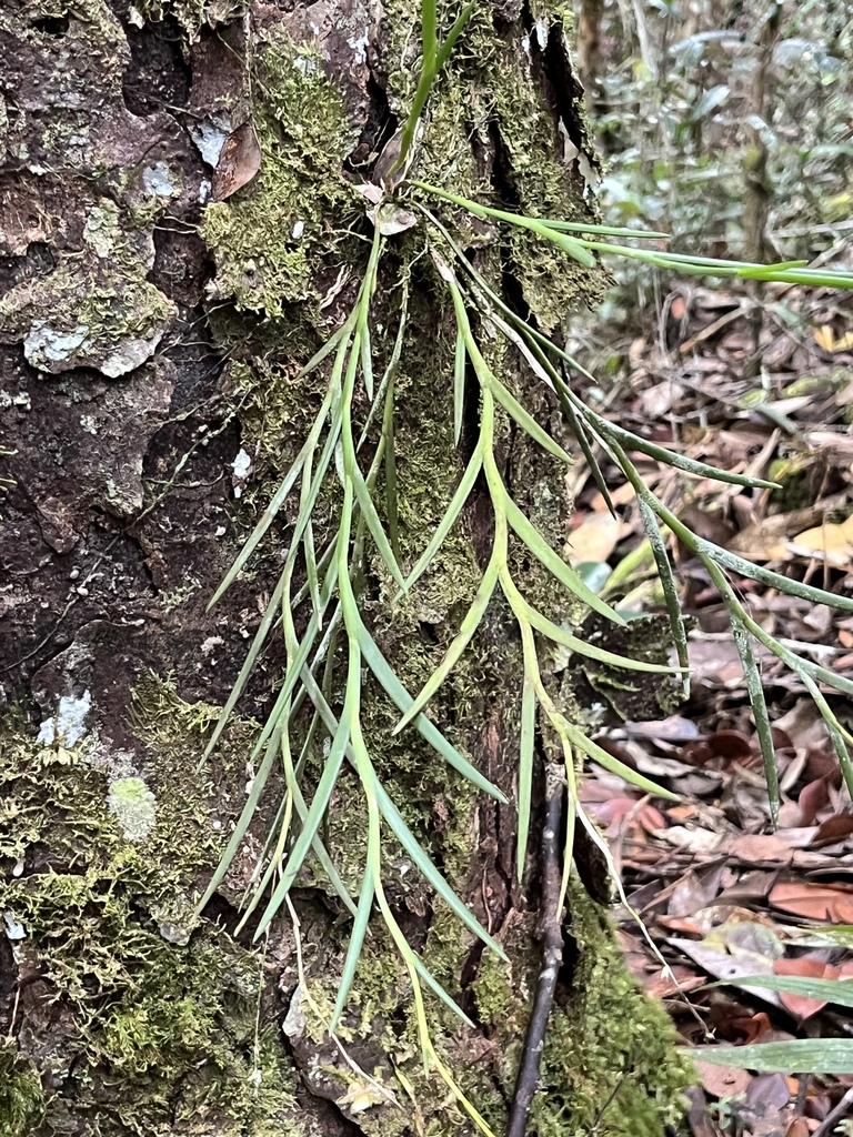 Dendrobium patentilobum Ames & C.Schweinf. 4
