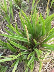Plantago eriopoda