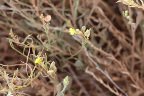 Goodenia armitiana observed 2025-09-10