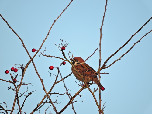 Gorrión molinero (Passer montanus)