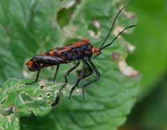 Spartocera pantomima