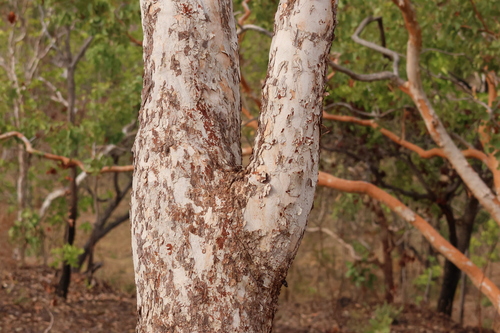 Corymbia dichromophloia, 2025-09-10
