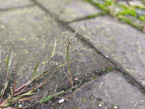 Eragrostis multicaulis (Eragrostis multicaulis)
