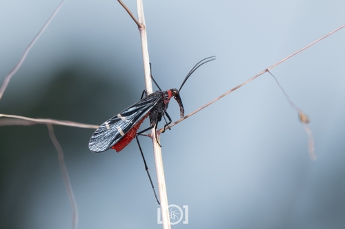 Mourning Scorpionfly photo 5