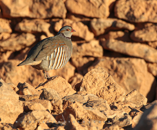 Barbary Partridge