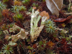 Cladonia subcariosa