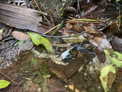 Anolis oxylophus