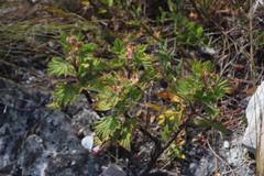 Pelargonium cucullatum strigifolium