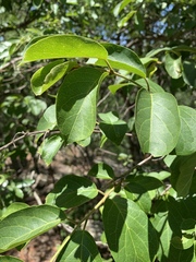 Combretum microphyllum