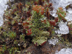 Cladonia subcariosa