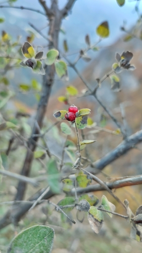 Lonicera iberica