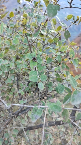 Lonicera iberica, photograph 2
