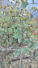 Lonicera iberica, photograph (c) Emad Tahaei, some rights reserved (CC BY)