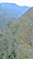 Lonicera iberica, photograph (c) Emad Tahaei, some rights reserved (CC BY)