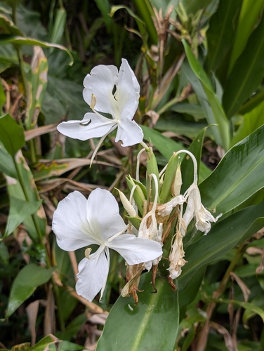 Hedychium coronarium observed 2025-11-03