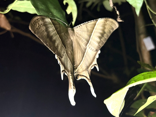 Tropical Swallowtail Moth