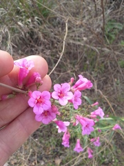 Penstemon parryi