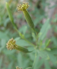 Porophyllum punctatum