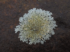 Xanthoparmelia plittii