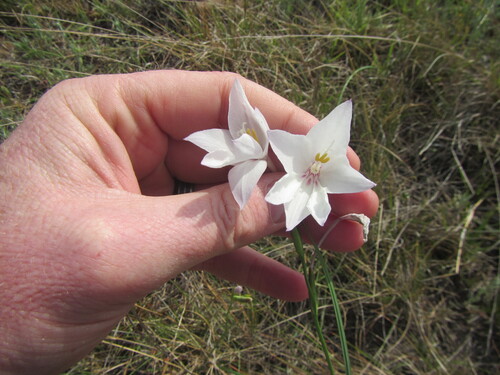 Gladiolus robertsoniae