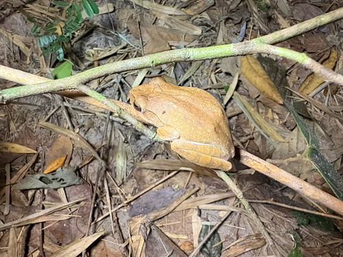 Spot-legged Tree Frog