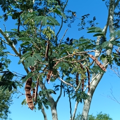 Texas Ebony (Havardia)