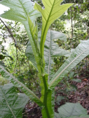 Pterocaulon