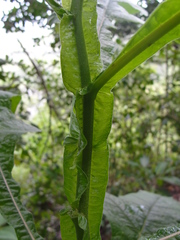 Pterocaulon