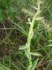Pterocaulon