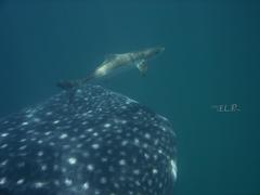 Rachycentron canadum