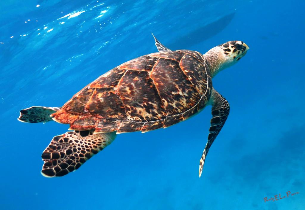 Hawksbill Sea Turtle (Creatures of Culebra Reef Gardens) · iNaturalist