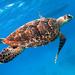 Hawksbill Sea Turtle - Photo (c) Rafael de la Parra, some rights reserved (CC BY-NC), uploaded by Rafael de la Parra