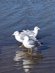 Larus delawarensis
