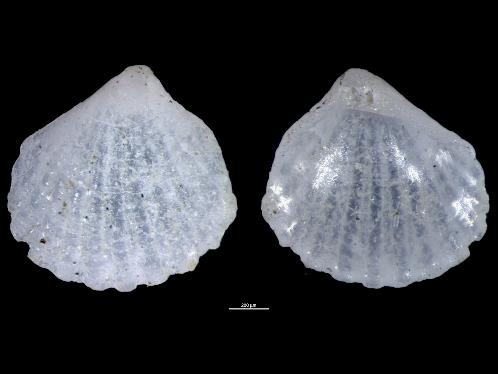 Carditellopsis