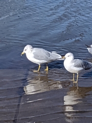 Larus delawarensis