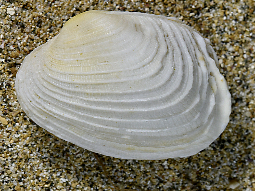 Irus ishibashianus