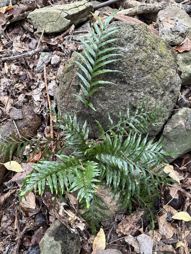 Asplenium kaulfussii, 2025-11-02