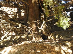 Juniperus oxycedrus oxycedrus