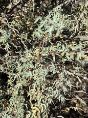 Berberis haematocarpa