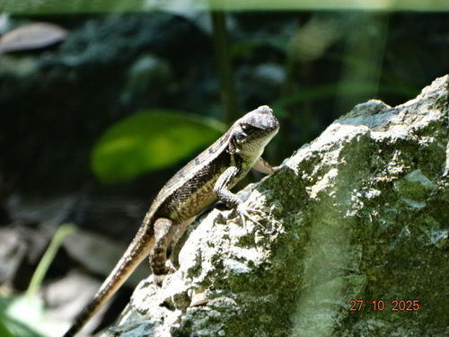 Rose-bellied Lizard, Linda Vista, Col. Petrolera Lindavista, Ver., México, photo 5 of 10