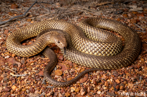 Mulga Snake sighting