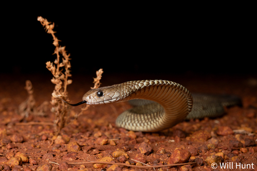 Mulga Snake sighting