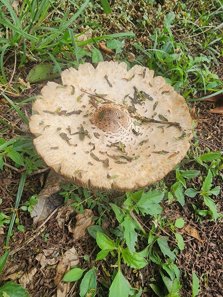 Chlorophyllum molybdites · May 2025 · photo: © natashataylor (iNaturalist, cc-by)
