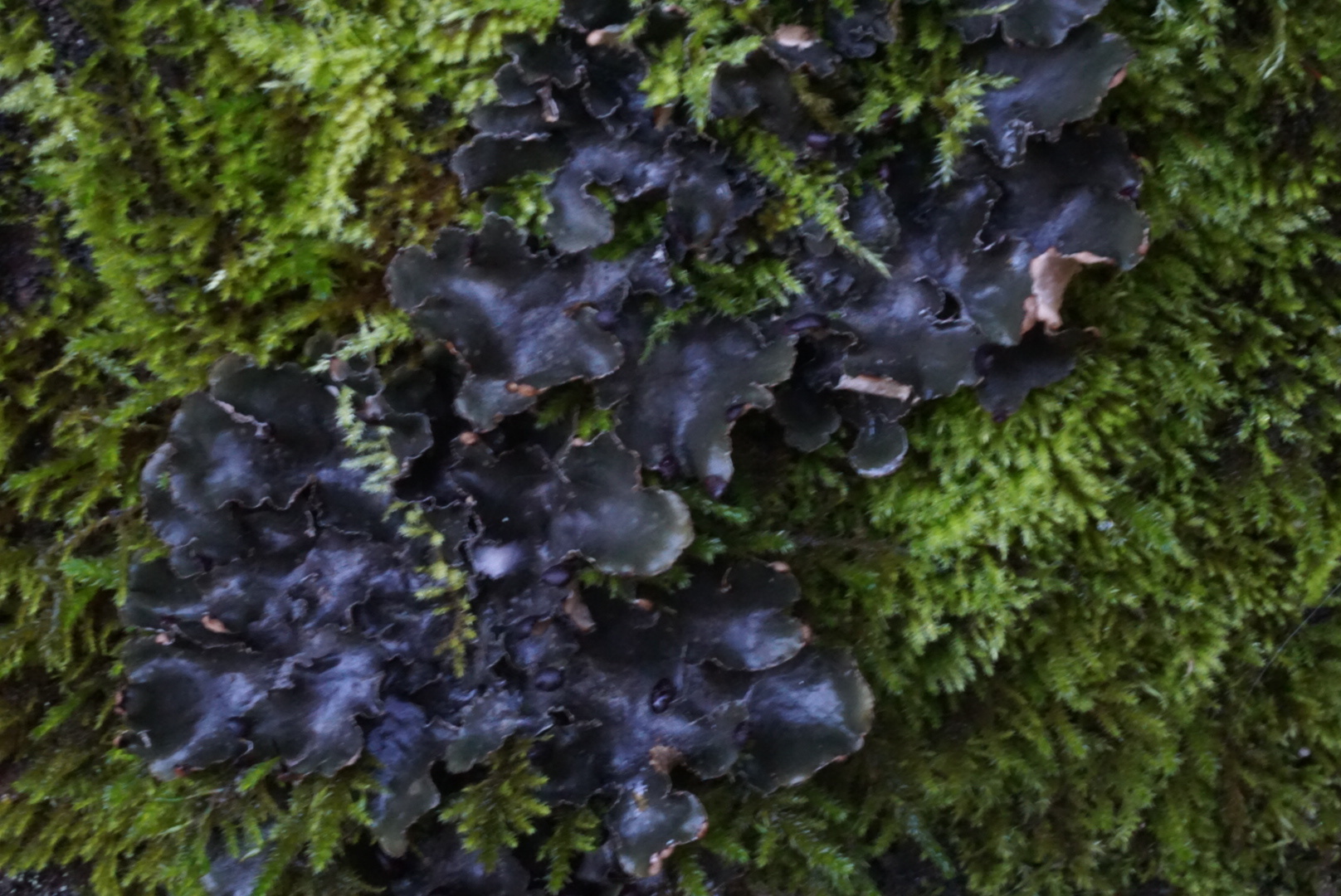 Peltigera collina image