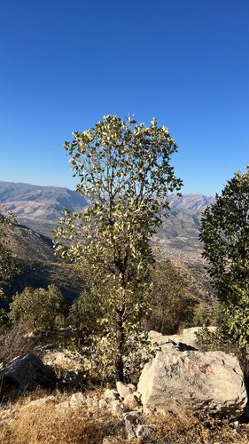 Persian oak